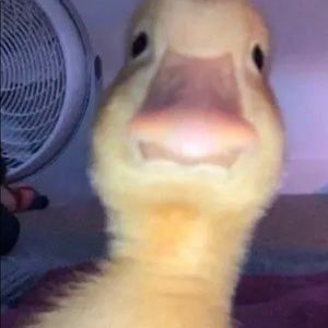 Meet your Posher, Arijan